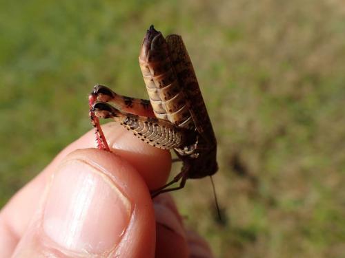 Calliptamus sp.